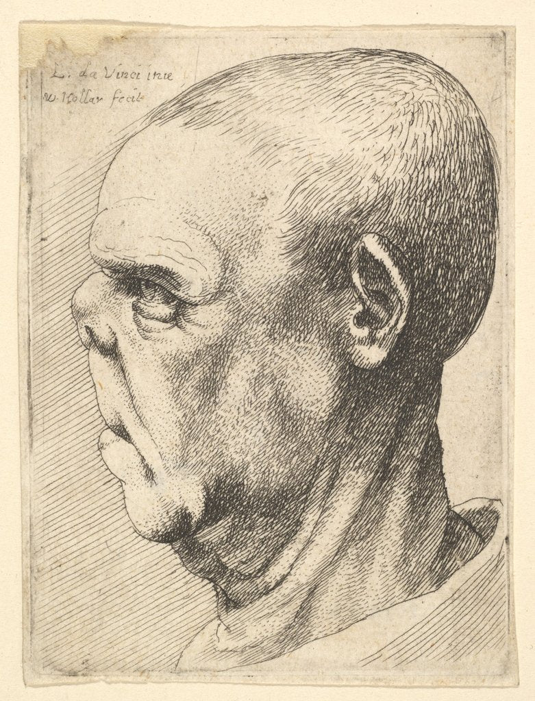 Detail of Grotesque old man with flattened nose in profile to left, 1625-77 by Wenceslaus Hollar