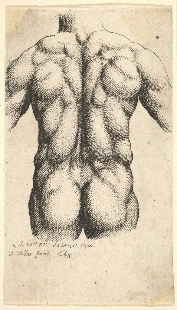 Detail of Naked male torso seen from behind, 1645 by Wenceslaus Hollar