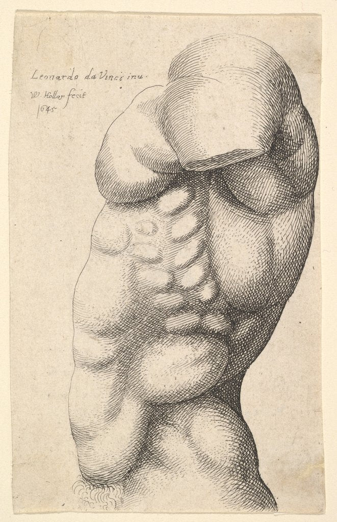 Detail of Male torso from neck to hip in profile to left, 1645 by Wenceslaus Hollar