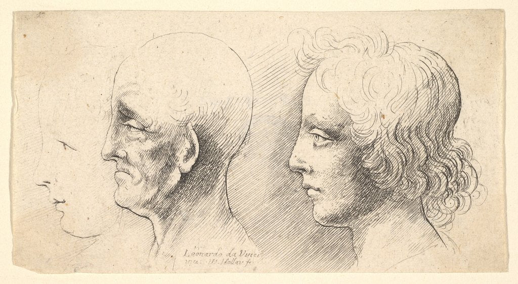 Detail of Three profile heads, one in outline only, 1625-77 by Wenceslaus Hollar