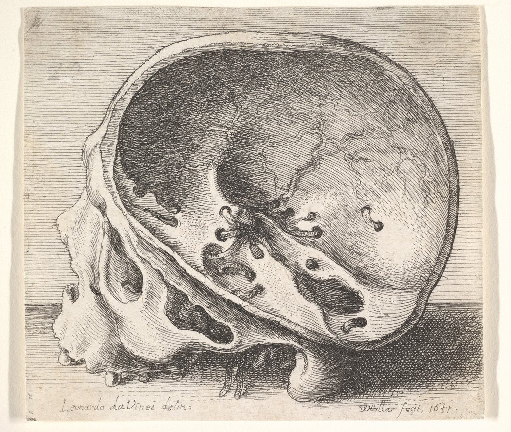 Detail of Sectioned skull in profile to left with the left side of the cranium removed, 1651 by Wenceslaus Hollar