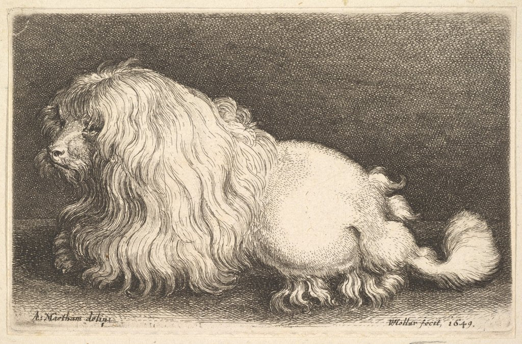 Detail of White dog, 1649 by Wenceslaus Hollar