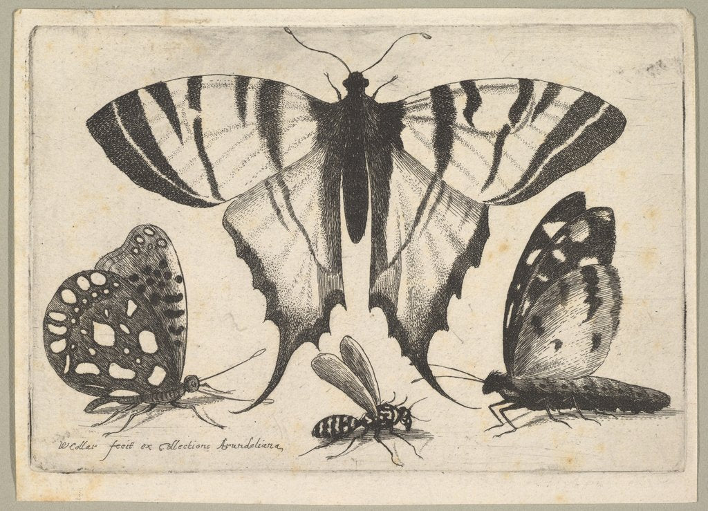 Detail of Three Butterflies and a Wasp, 1646 by Wenceslaus Hollar