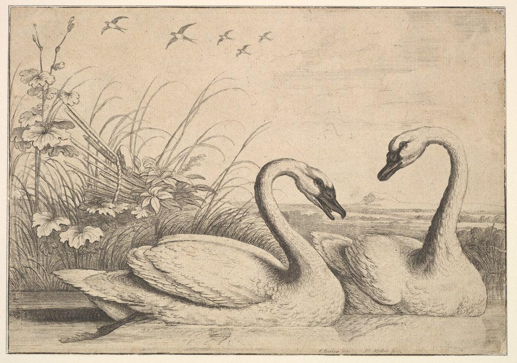 Detail of Two Swans, 1654-58 by Wenceslaus Hollar