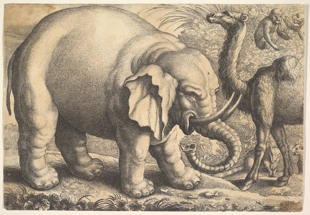 Detail of Elephant and Camel, 17th century by Wenceslaus Hollar