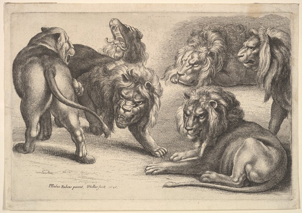 Detail of Five Lions and a Lioness, 1646 by Wenceslaus Hollar