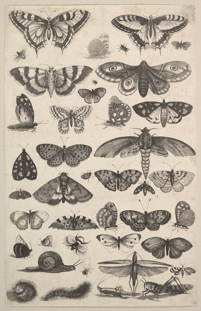 Detail of Forty-one Insects, including moths and butterflies, 1625-77 by Wenceslaus Hollar
