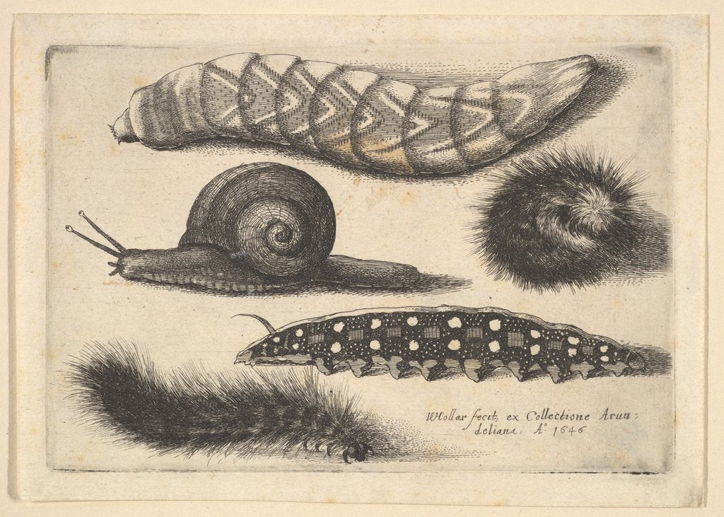 Detail of Four Caterpillars and a Snail, 1646 by Wenceslaus Hollar