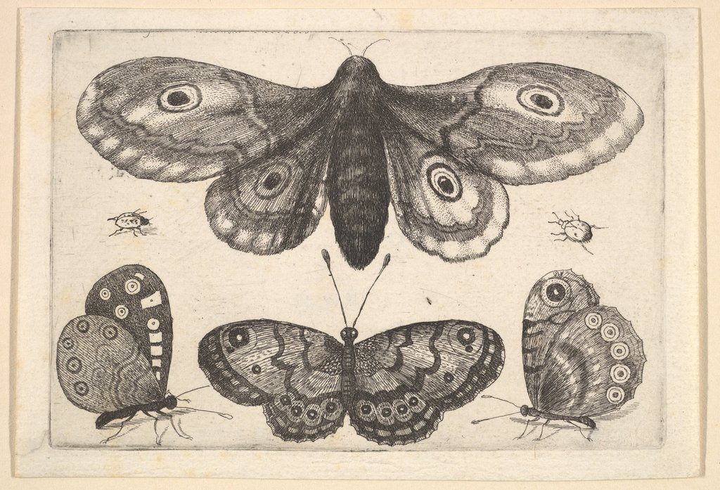 Detail of A moth, three butterflies and two beetles, 1646 by Wenceslaus Hollar
