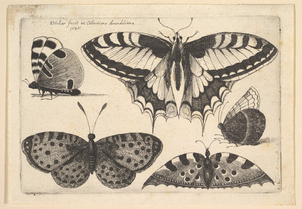 Detail of Five Butterflies, 1646 by Wenceslaus Hollar