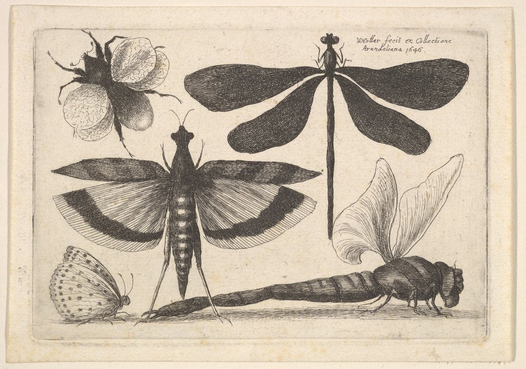 Detail of Dragonflies and a bumble bee, 1646 by Wenceslaus Hollar