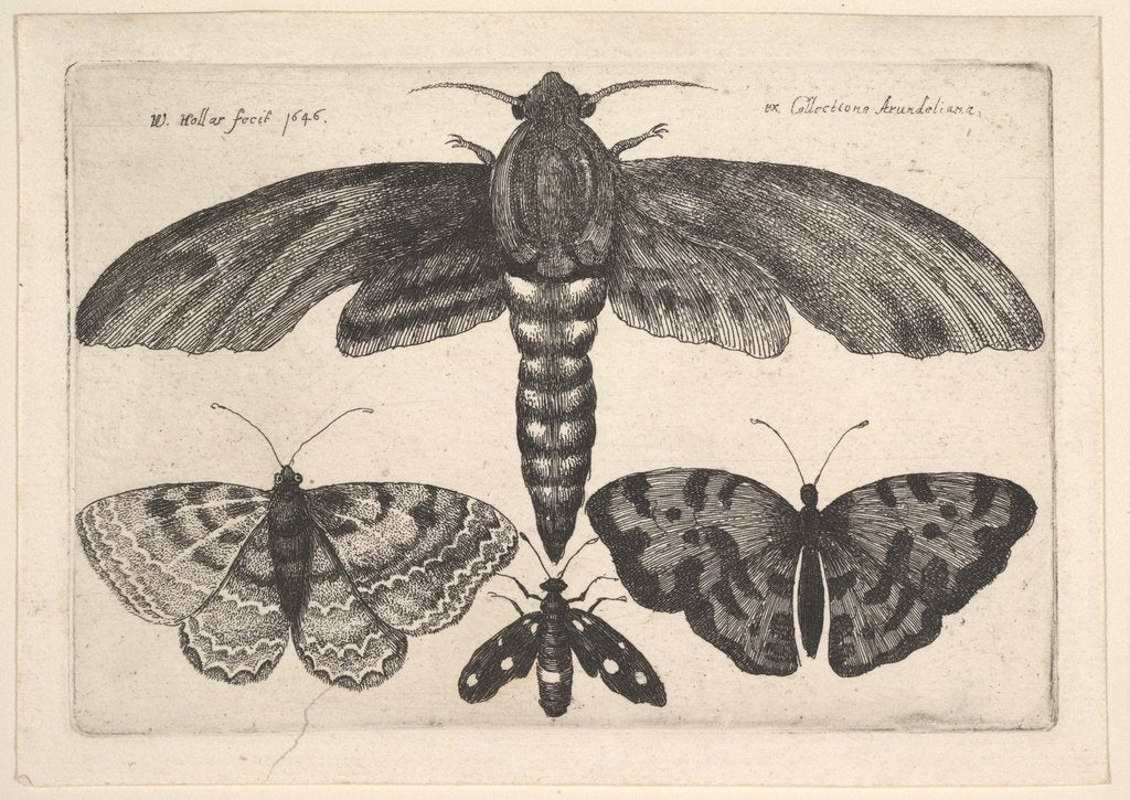Detail of Moth and three butterflies, 1646 by Wenceslaus Hollar