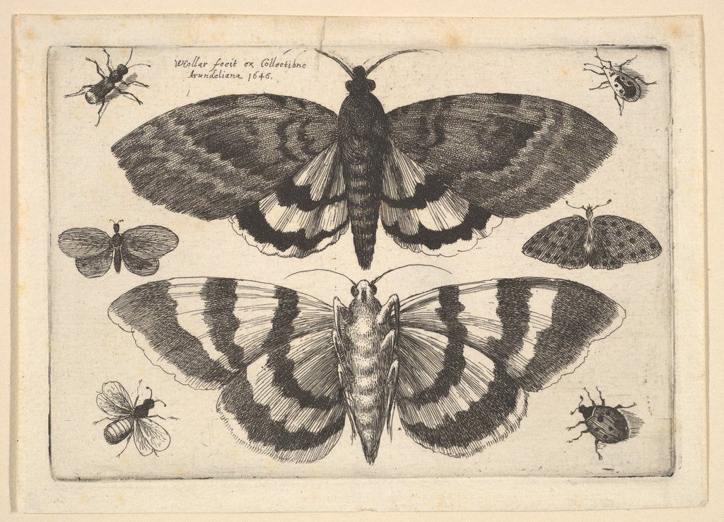 Detail of Two moths and six Insects, 1645 by Wenceslaus Hollar