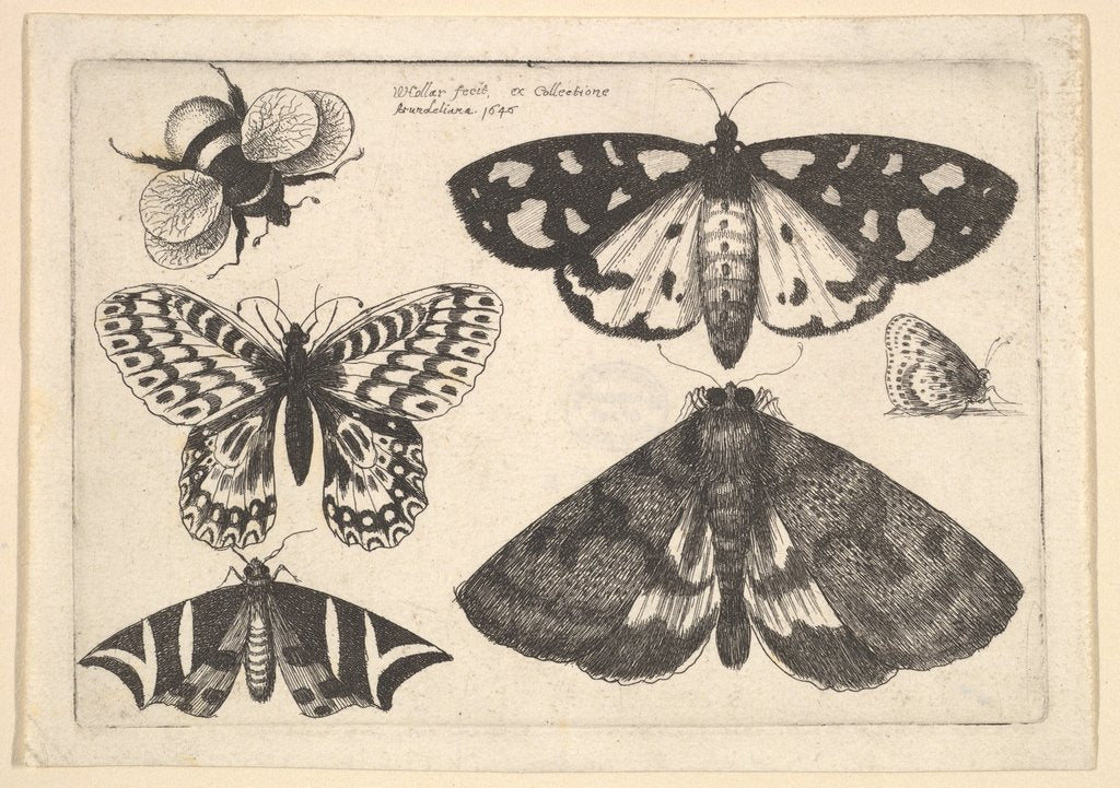 Detail of Three moths, two butterflies and a bumble bee, 1646 by Wenceslaus Hollar