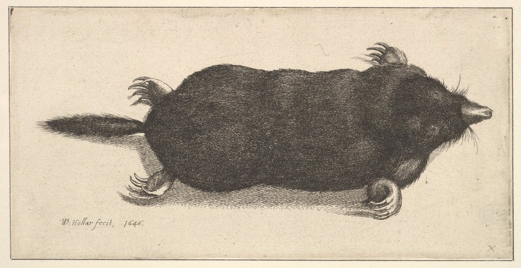Detail of Dead Mole, 1646 by Wenceslaus Hollar