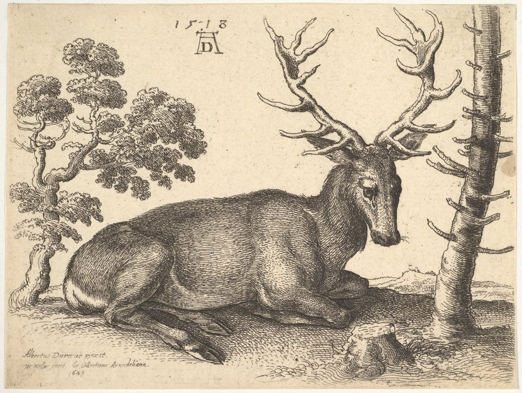Detail of Stag lying to right, 1649 by Wenceslaus Hollar
