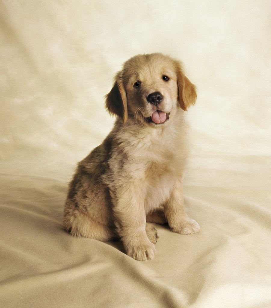 Detail of Golden Retriever Puppy by Anonymous