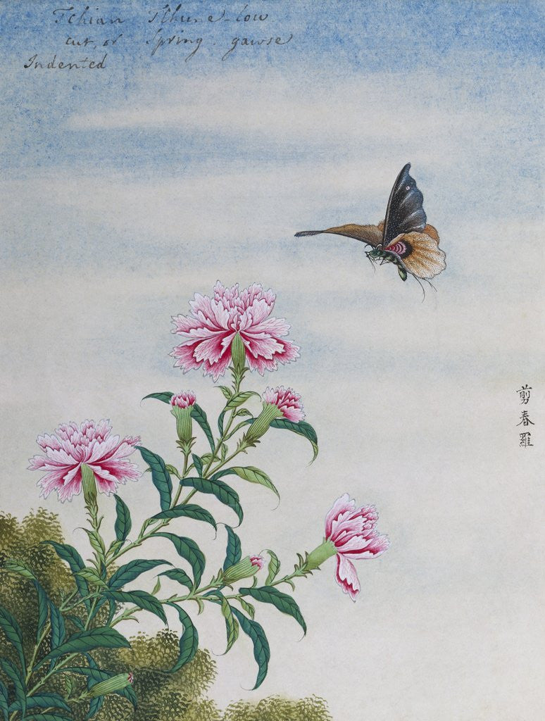 Detail of Chinese Watercolor of a Moth and Pink Carnations by Anonymous