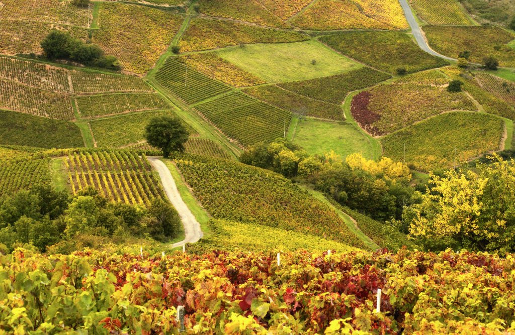 Detail of Vineyards in Beaujolais Region by Anonymous
