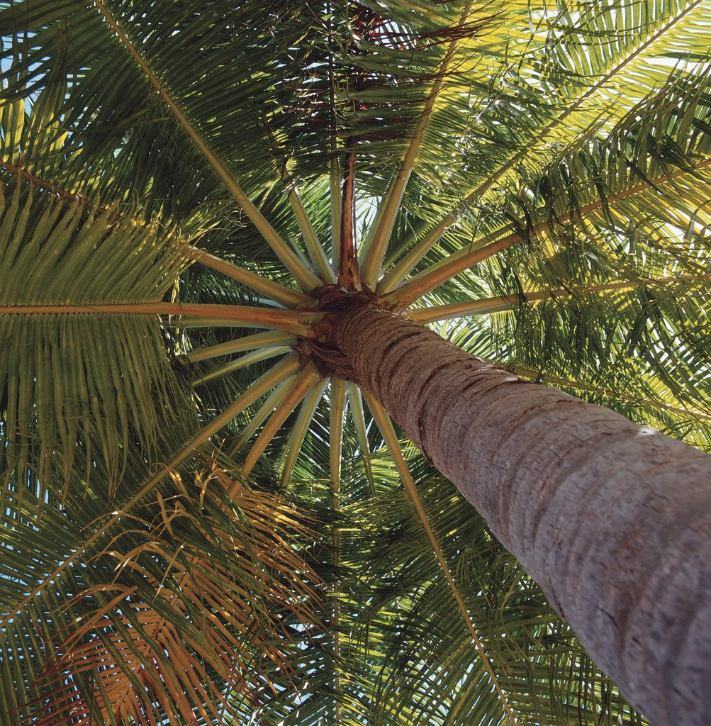 Detail of View from underneath a palm tree by Corbis
