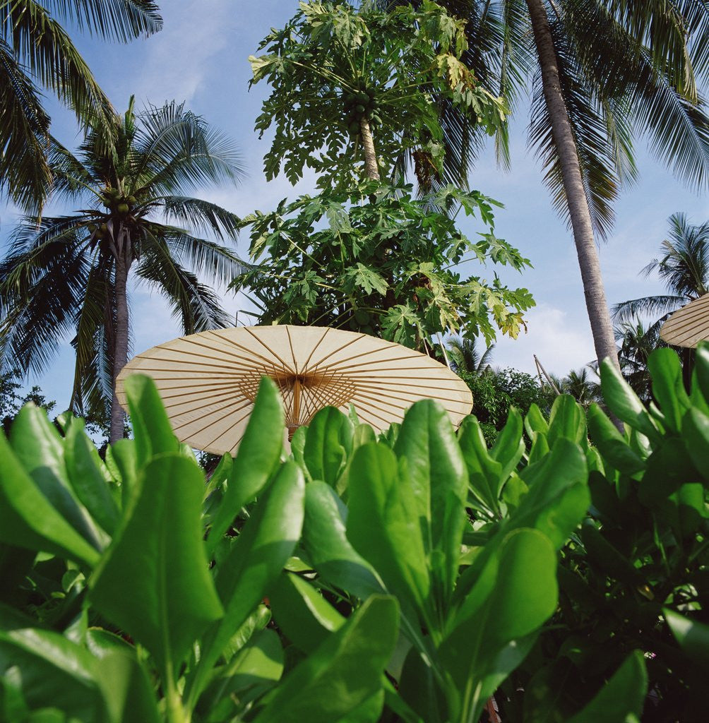 Detail of Tropical Plants and Traditional Parasols by Anonymous