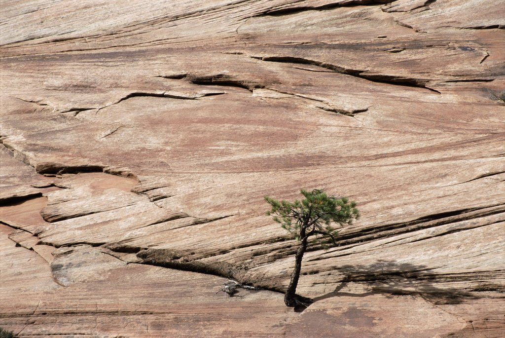 Detail of Lone Tree Growing in Rock Formation by Anonymous