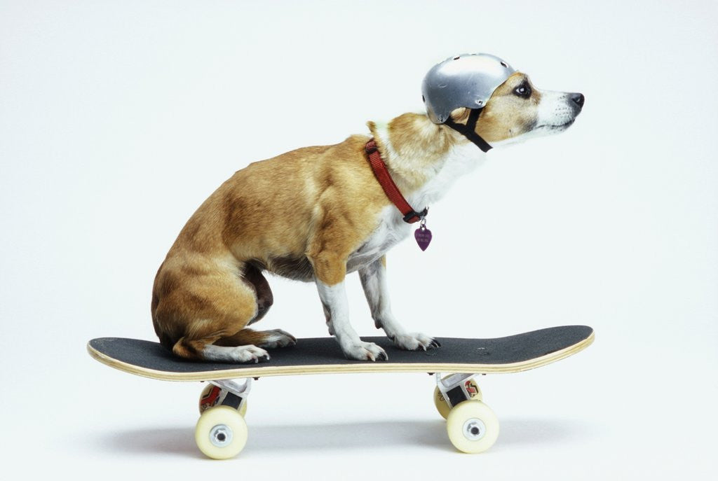 Detail of Dog with Helmet Skateboarding by Corbis