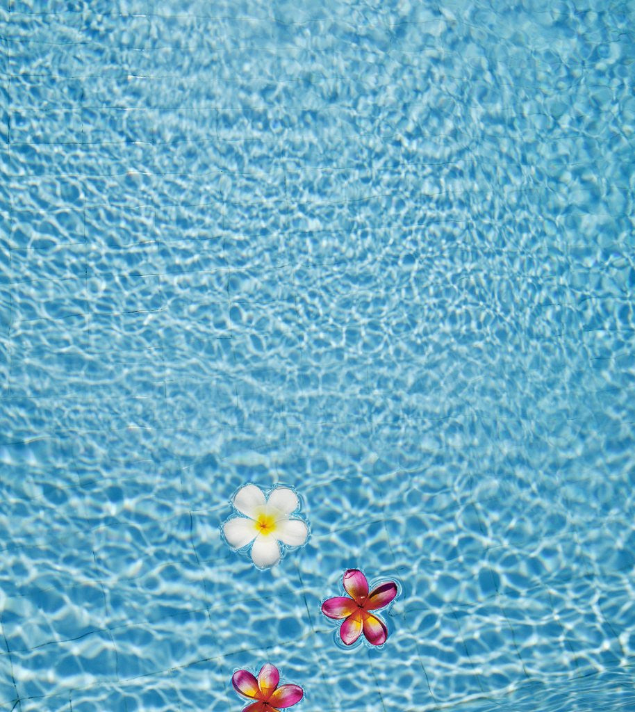 Detail of White and pink frangipani floating in the pool, Bali, Indonesia by Anonymous