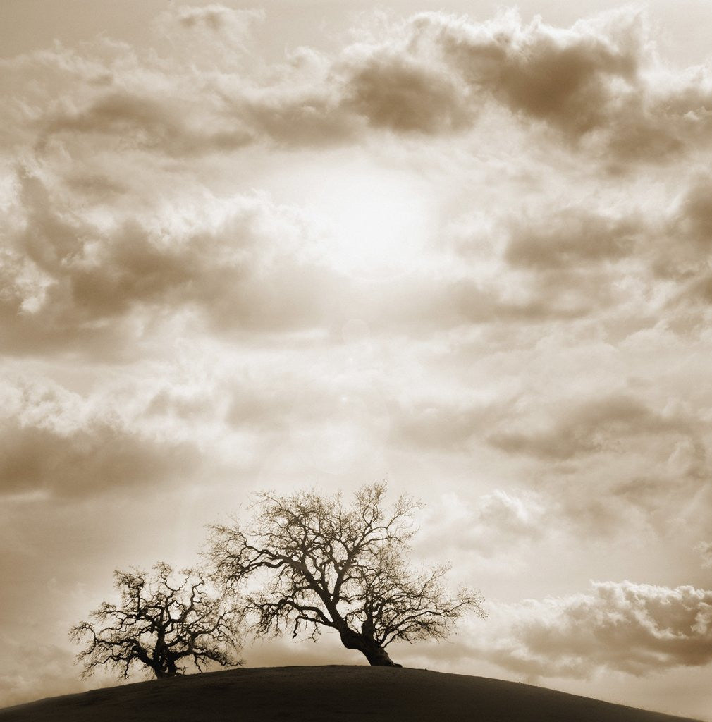 Detail of Trees and Cloudy Sky by Anonymous