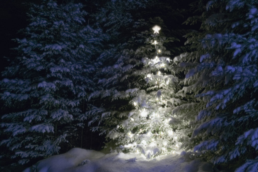 Detail of Illuminated Christmas Tree in Snow by Anonymous