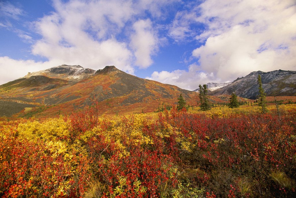 Detail of Tundra and Ogilvie Mountains in Fall Colors by Anonymous