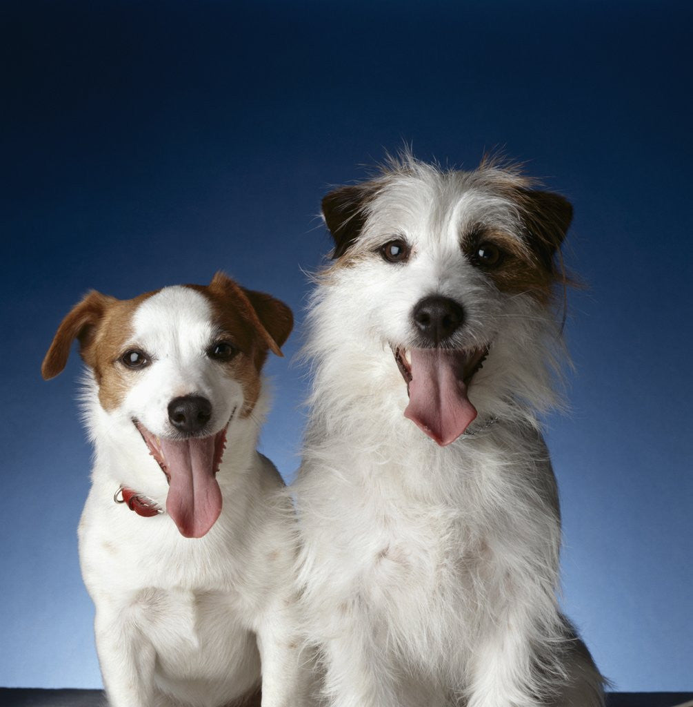 Detail of Two dogs sticking out their tongues by Corbis