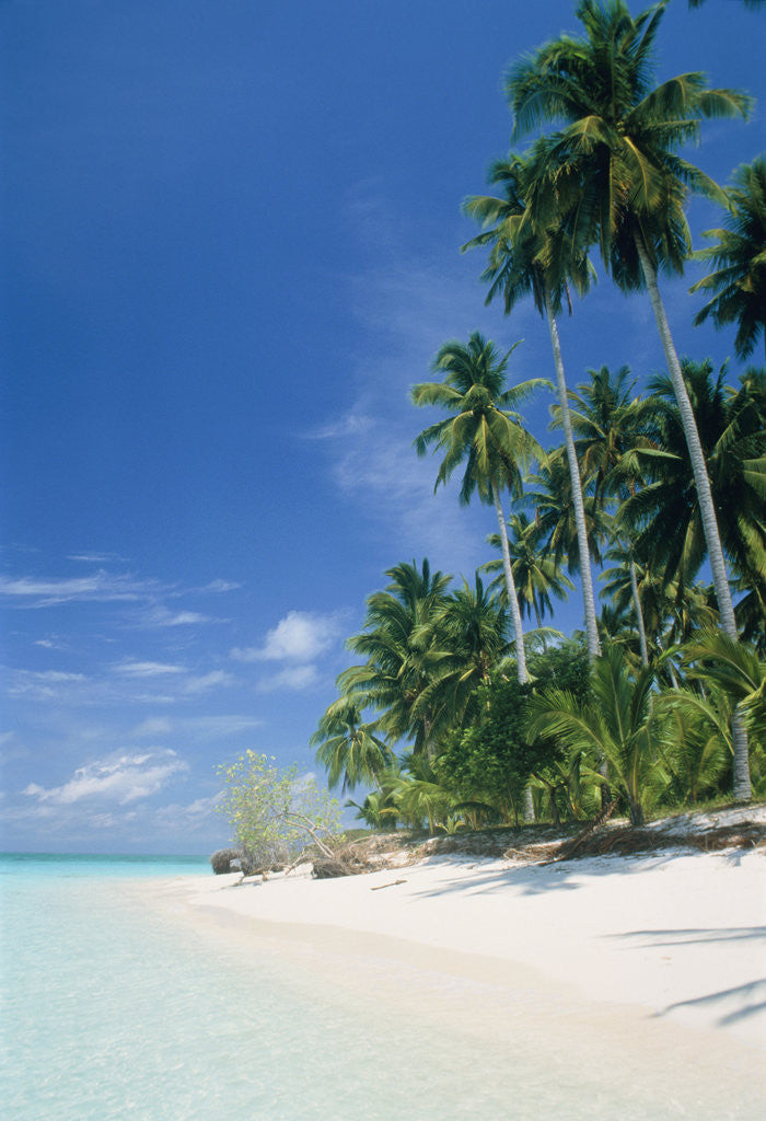 Detail of Beach with palms and clear sea, Malaysia, Mabul Island by Anonymous