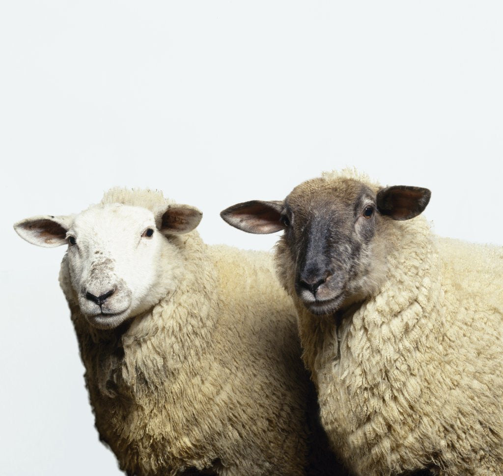 Detail of Sheep Standing Side by Side by Corbis
