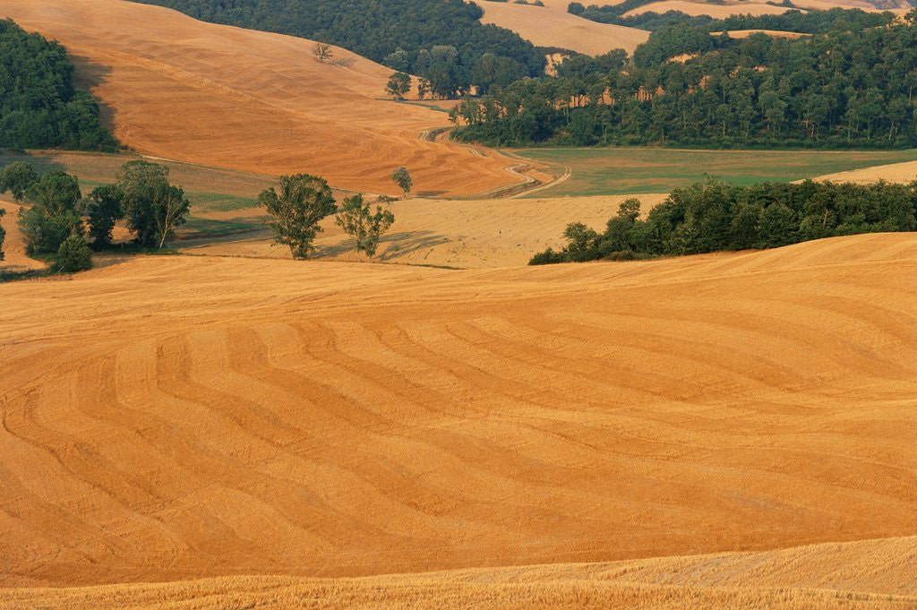 Detail of Italy, Tuscany, Crete Senesi by Anonymous