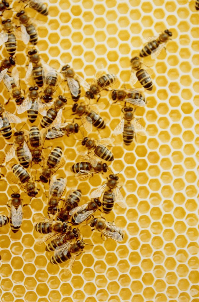 Detail of Bees on honeycomb by Anonymous