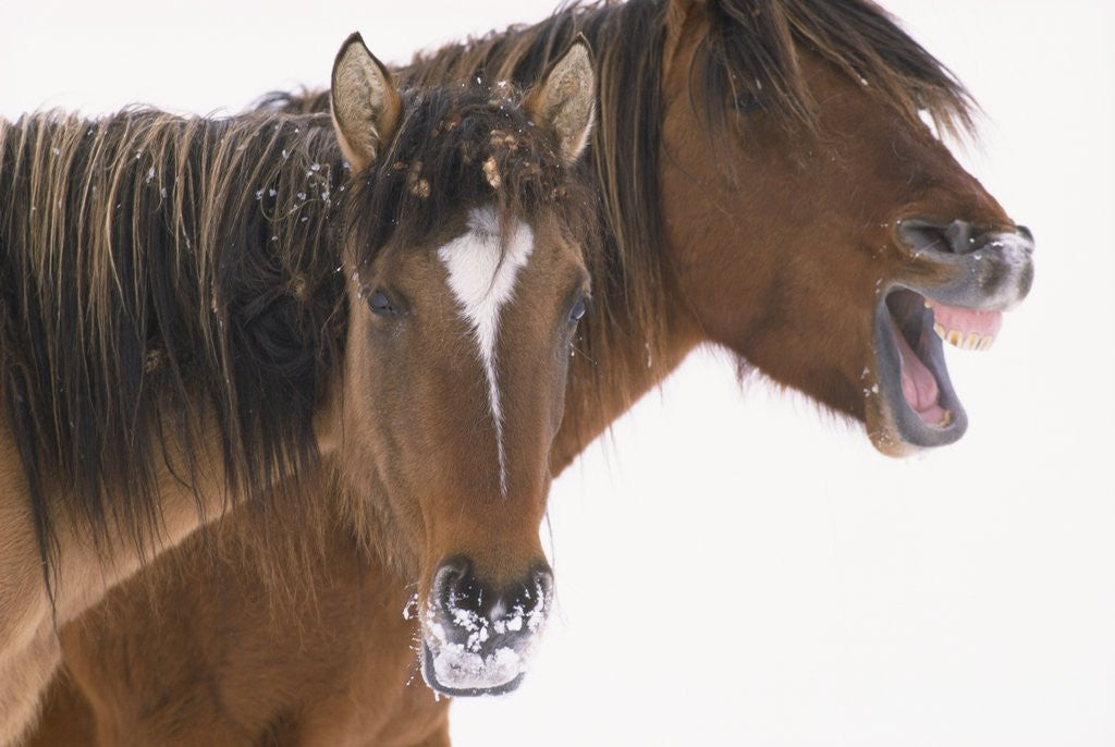 Detail of Mustang Yawning by Anonymous