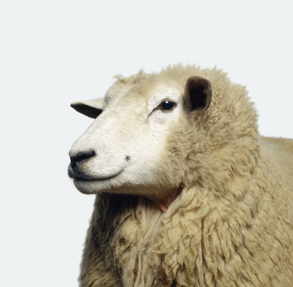 Detail of Wooly Sheep by Corbis