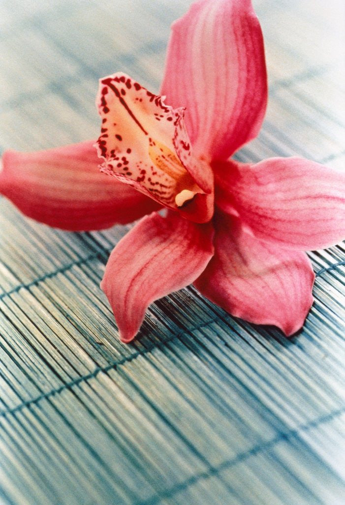 Detail of Bloom of a orchid. by Anonymous