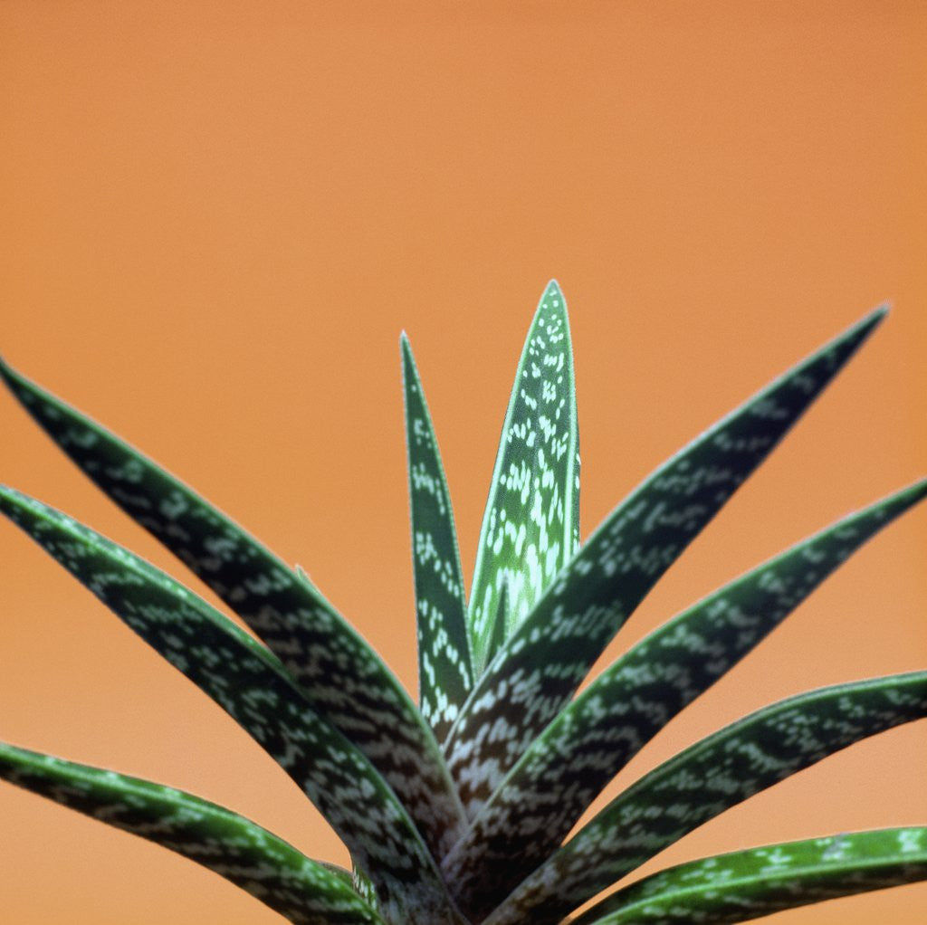 Detail of Aloe plant in front of orange background by Anonymous