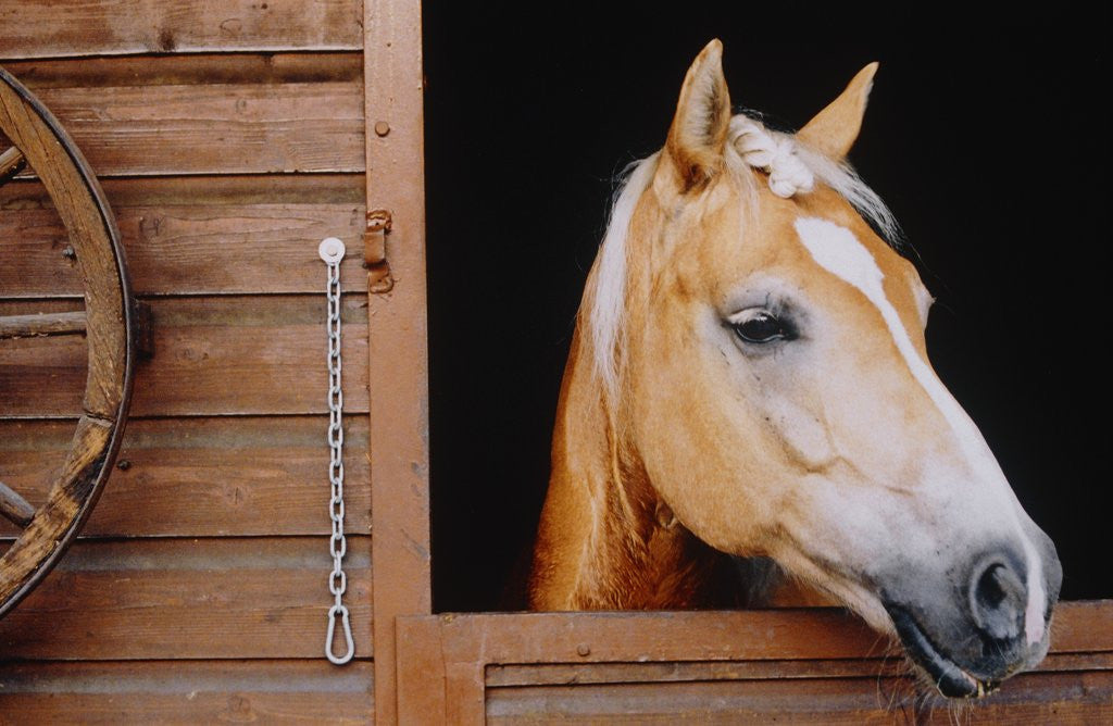 Detail of Horse sticking head out stable window by Corbis
