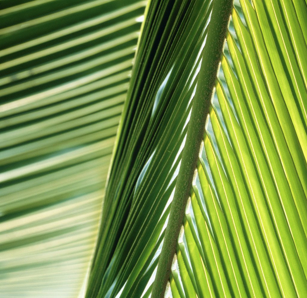 Detail of Frond by Anonymous