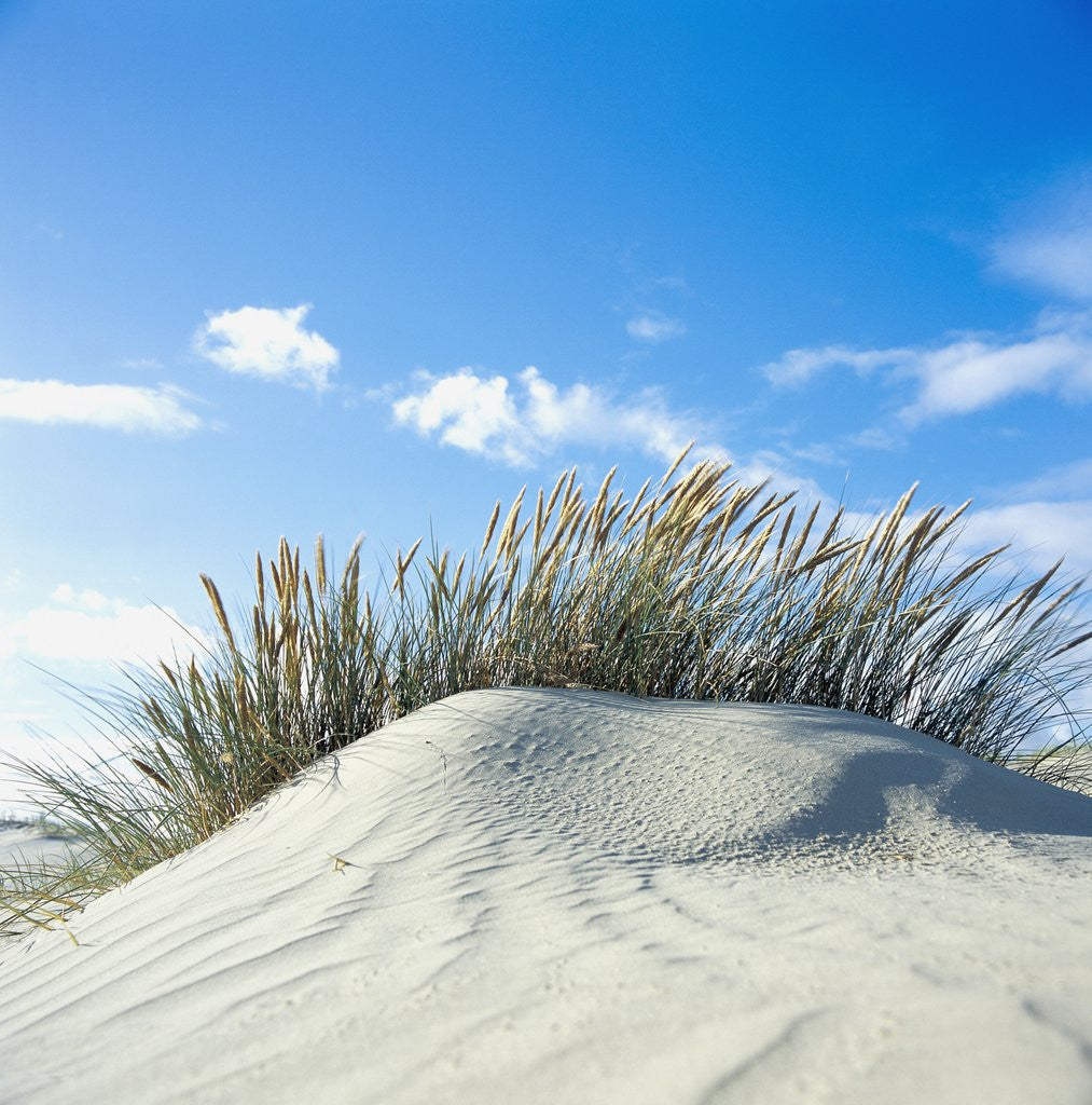 Detail of Sand dune with beach grass, (Eiderstedt), Schleswig-Holstein, Germany by Corbis