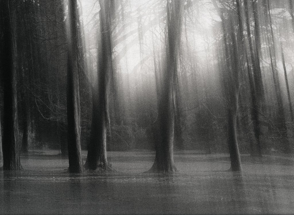 Detail of Untitled by Clare Marie Barboza