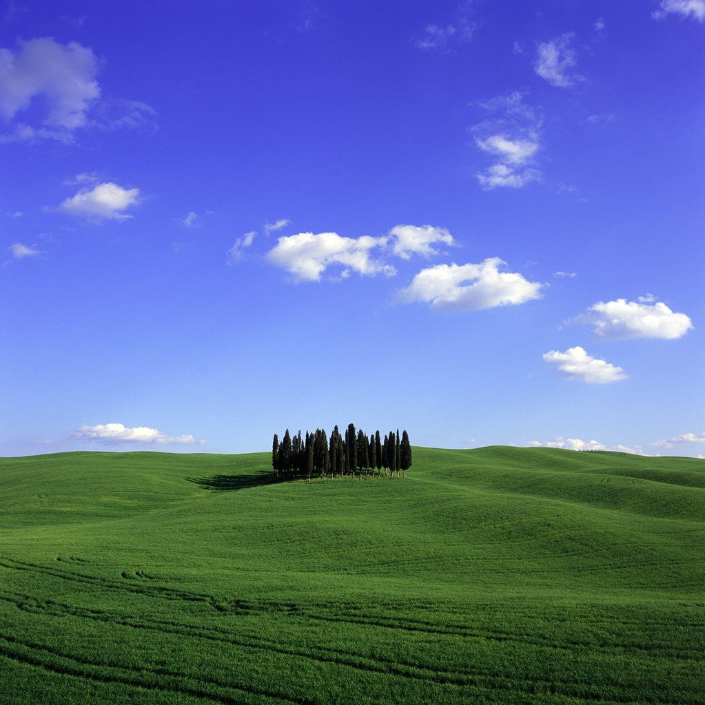 Detail of Cypress trees, Tuscany, Italy (near Torrenieri) by Anonymous