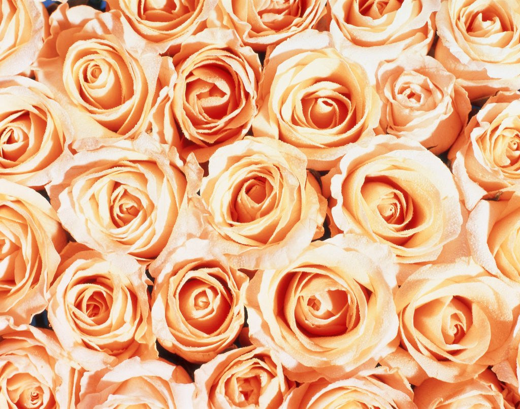 Detail of Roses by Anonymous