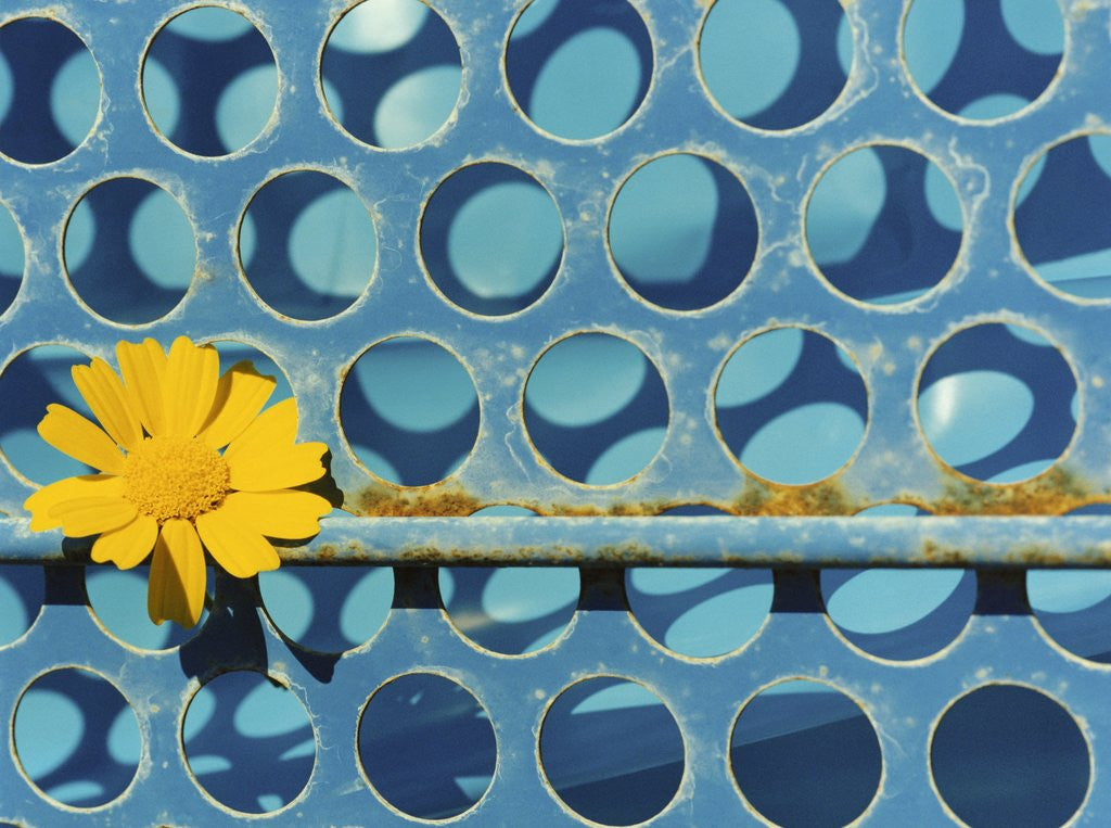 Detail of Sunflower by Anonymous