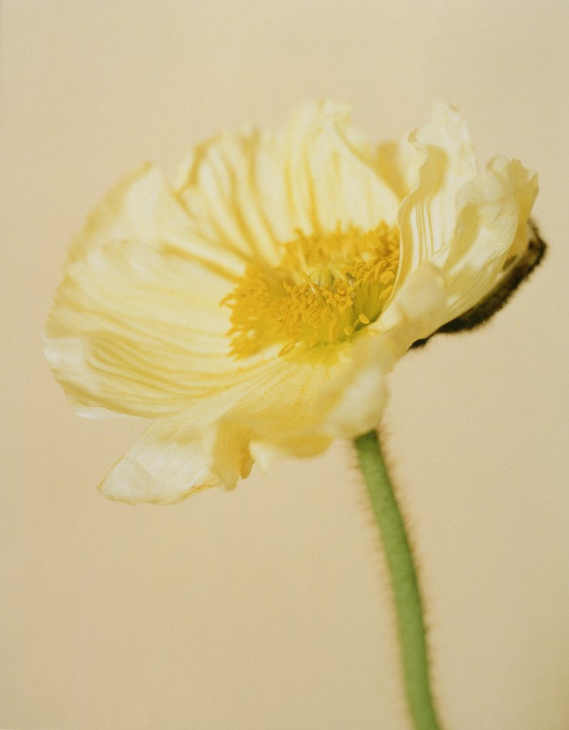 Detail of White poppy by Anonymous