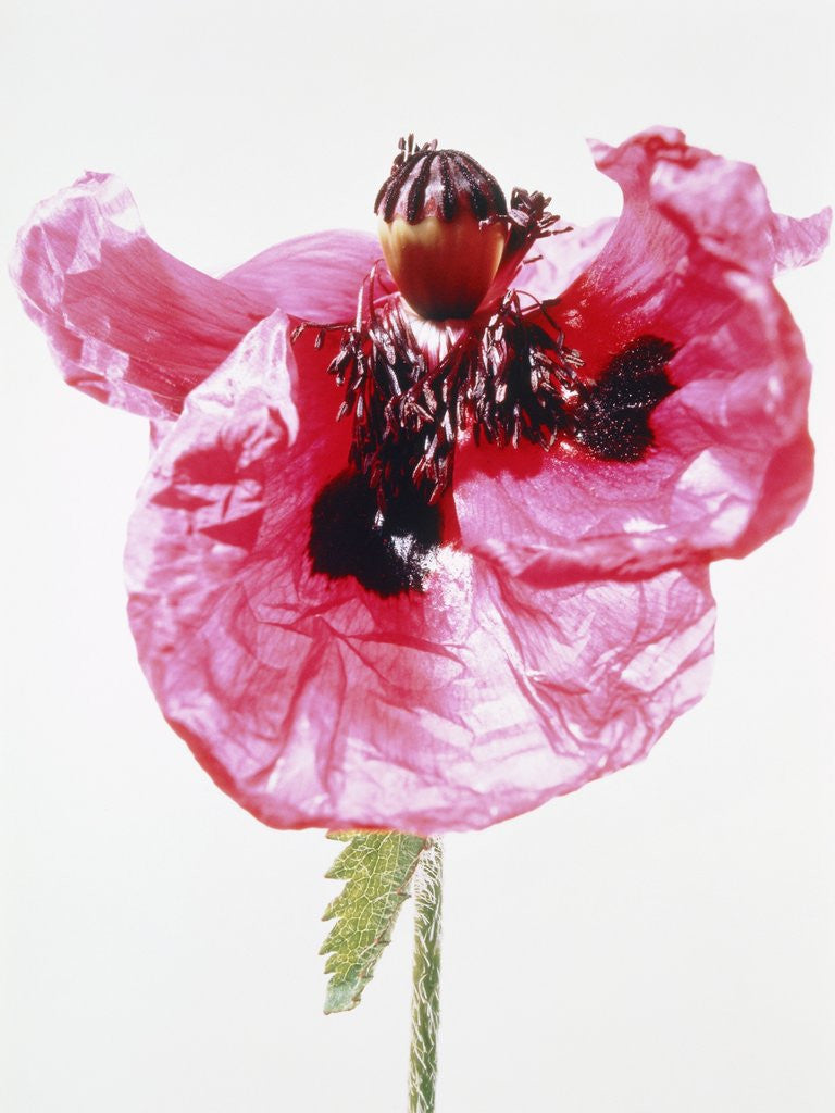 Detail of Red poppy blossom by Anonymous