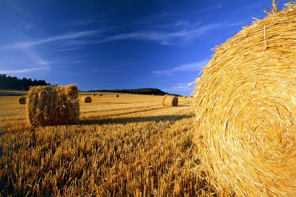 Detail of Field with bales of hay by Corbis